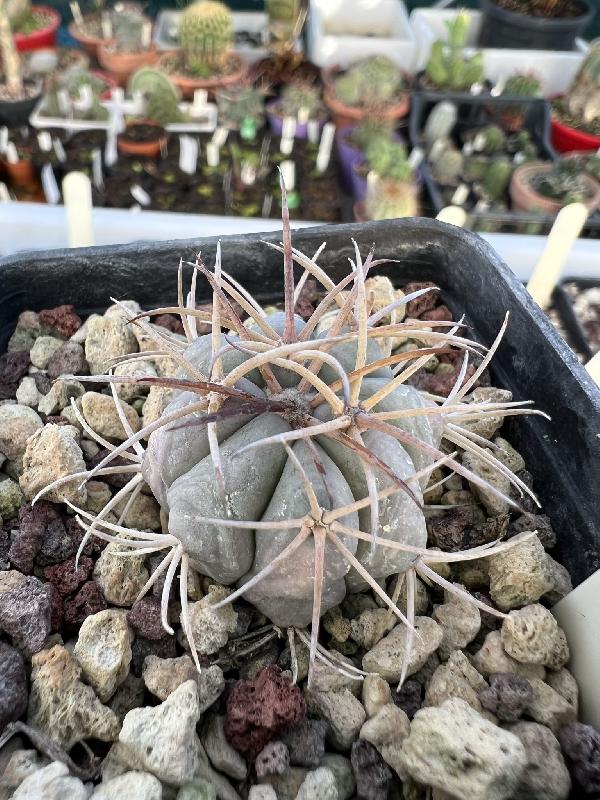 Echinocactus_horizonthalonius_Est_Menchaca_JC_1304_Coah.jpeg